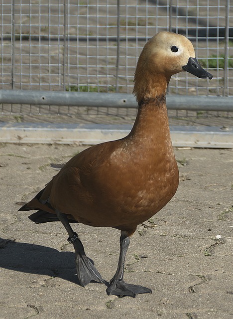 全球视野